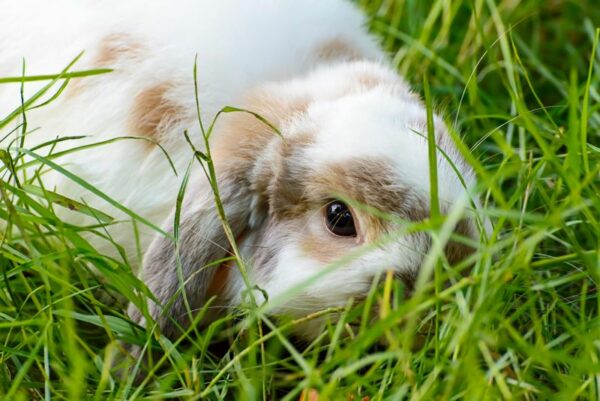 Få professionelle tips til at vælge det perfekte kaninbur til dine pelsede familiemedlemmer