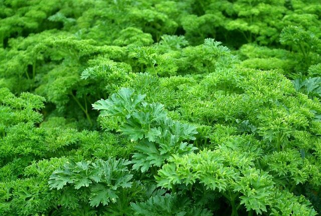 Urtekraft mod uro: Sådan påvirker ashwagandha din stress