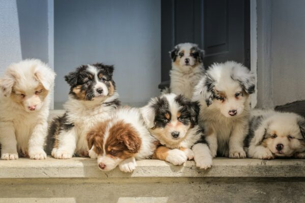 Hvordan hvalpe lærer – Forstå din hunds hjerne