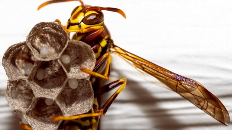 Effektiv bekæmpelse af hvepse og gedehams – sådan griber du det an